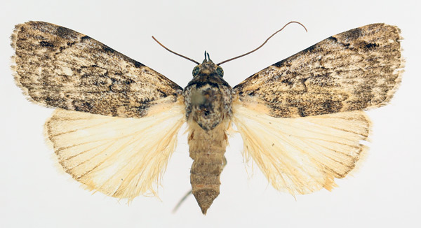 /filer/webapps/moths/media/images/A/aspera_Tachosa_AM_TMSA_01.jpg