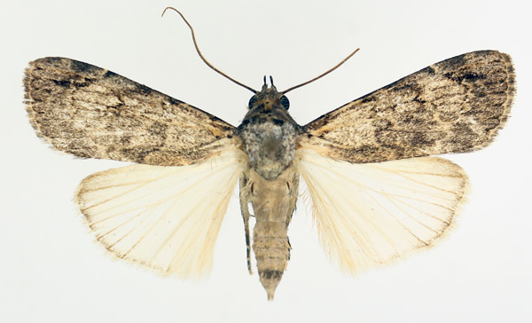 /filer/webapps/moths/media/images/A/aspera_Tachosa_AM_TMSA_02.jpg