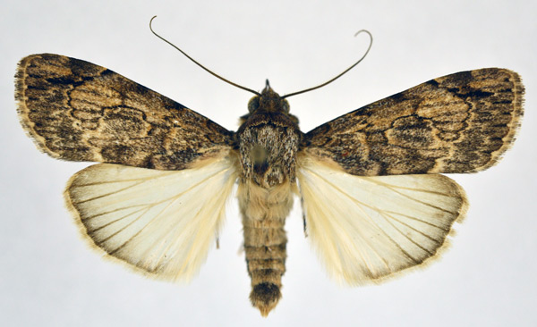 /filer/webapps/moths/media/images/A/aspera_Tachosa_A_NHMO.jpg