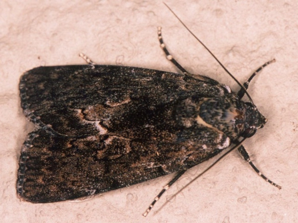 /filer/webapps/moths/media/images/A/aspera_Tachosa_A_Roland.jpg