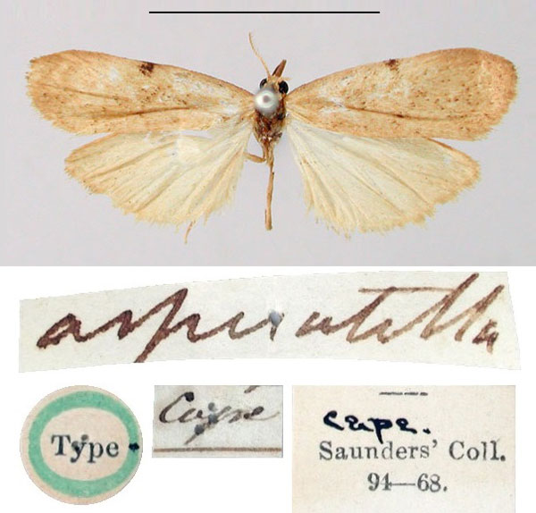 /filer/webapps/moths/media/images/A/asperatella_Lithosia_HT_BMNH.jpg