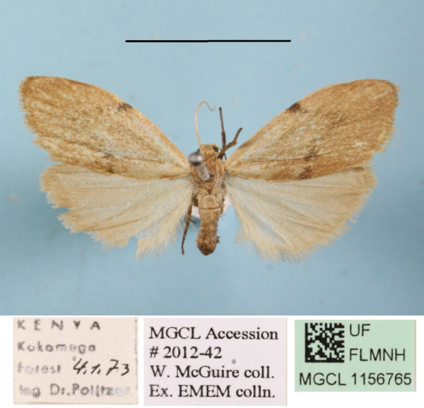 /filer/webapps/moths/media/images/A/asperatella_Phryganopsis_A_MGCLa_01.JPG