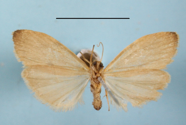 /filer/webapps/moths/media/images/A/asperatella_Phryganopsis_A_MGCLb_01.JPG