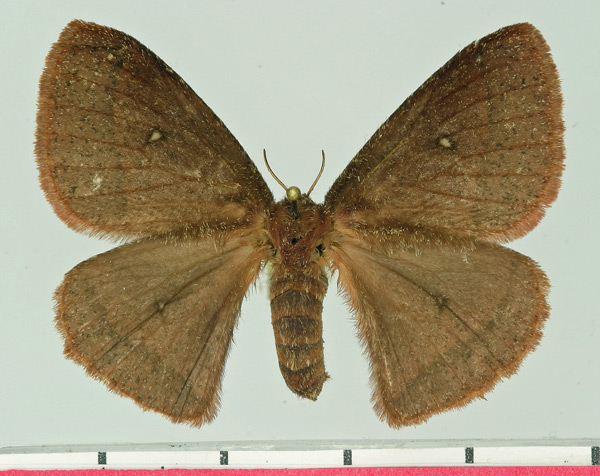 /filer/webapps/moths/media/images/A/aspersa_Decachorda_AF_Basquin.jpg