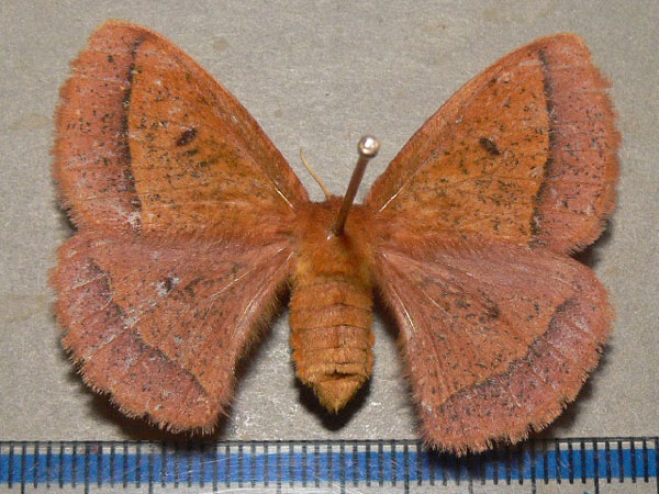 /filer/webapps/moths/media/images/A/aspersa_Decachorda_AF_Goff_01.jpg