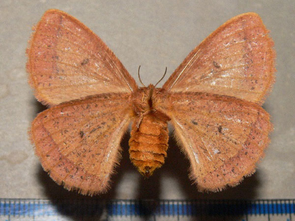 /filer/webapps/moths/media/images/A/aspersa_Decachorda_AF_Goff_02.jpg