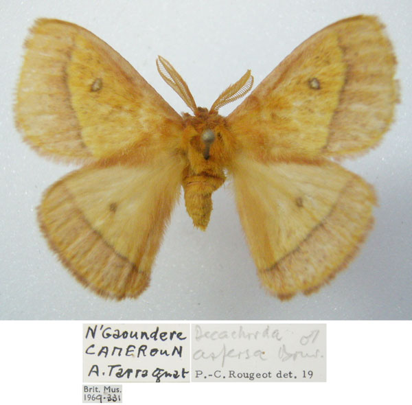 /filer/webapps/moths/media/images/A/aspersa_Decachorda_AM_NHMUKa.jpg