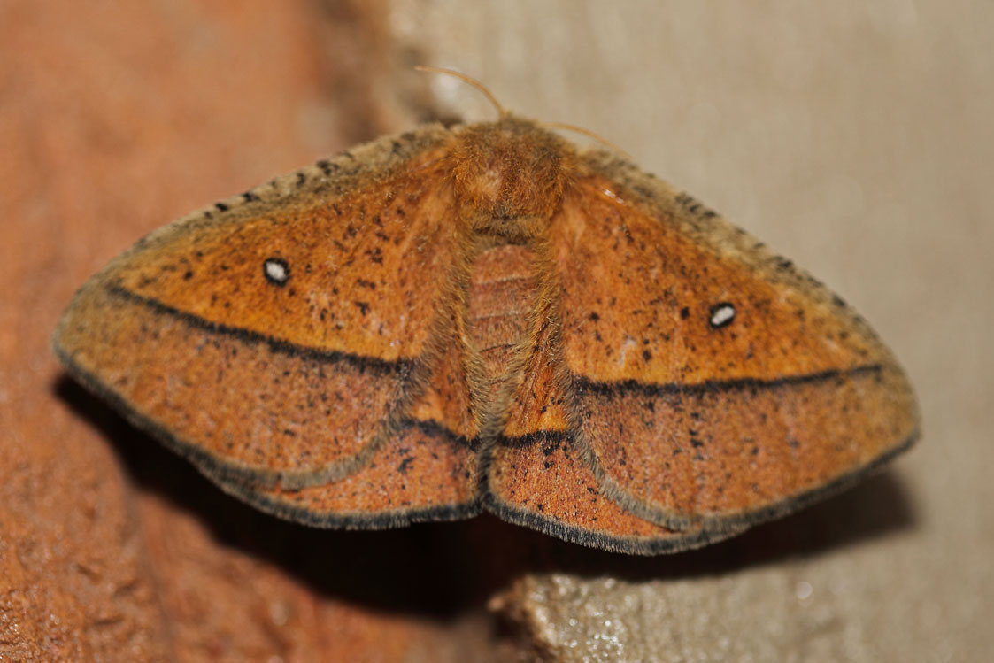 /filer/webapps/moths/media/images/A/aspersa_Decachorda_A_Voaden_01.jpg