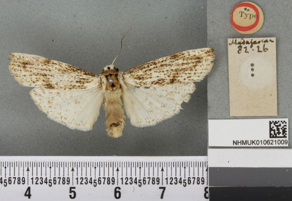 /filer/webapps/moths/media/images/A/aspersa_Sozusa_HT_BMNHa.jpg