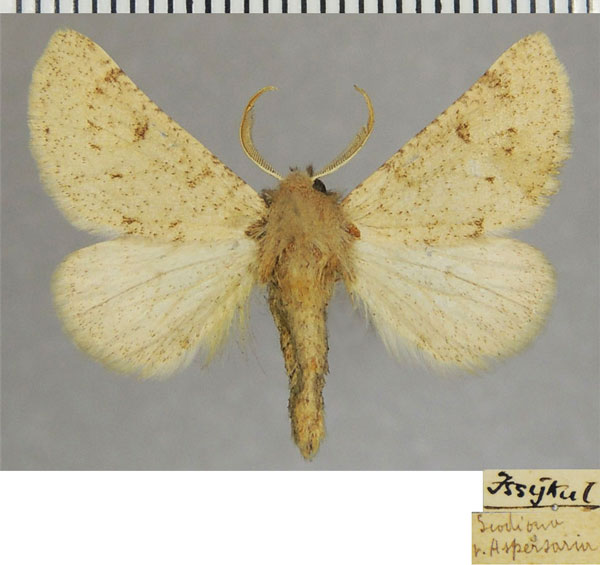 /filer/webapps/moths/media/images/A/aspersaria_Dyscia_AM_ZSMa.jpg