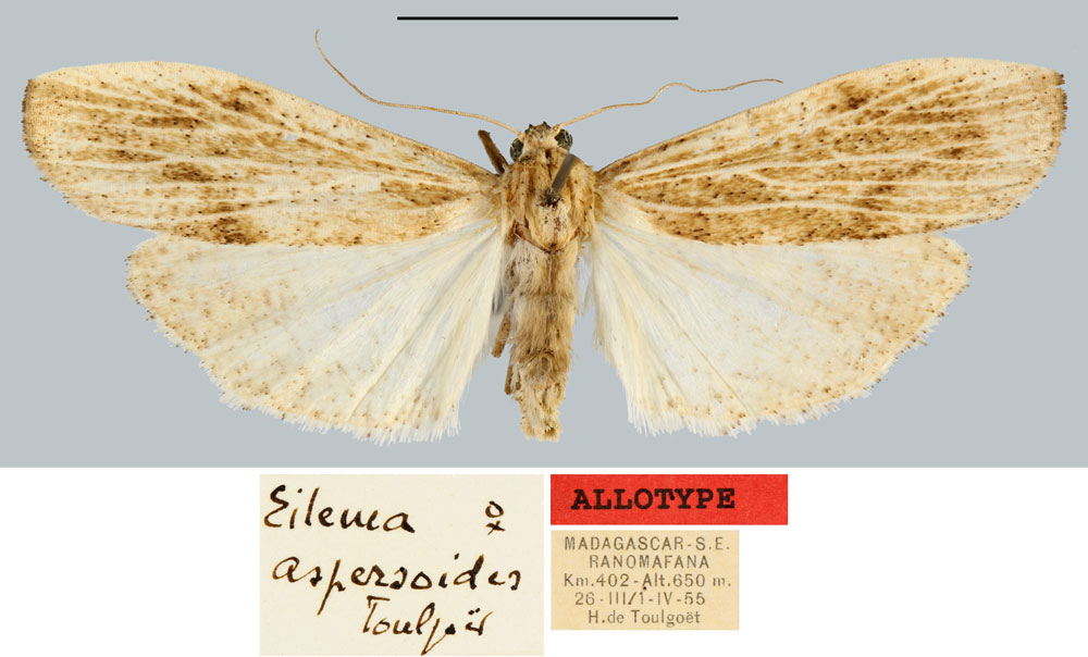 /filer/webapps/moths/media/images/A/aspersoides_Eilema_AT_MNHN.jpg