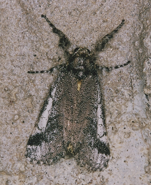 /filer/webapps/moths/media/images/A/aspersum_Taerosoma_A_Roland_01.jpg