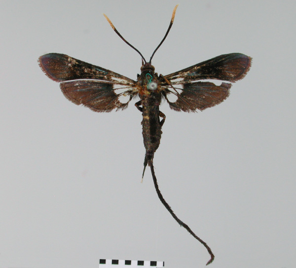 /filer/webapps/moths/media/images/A/aspetura_Pseudalcathoe_HT_BMNH.jpg