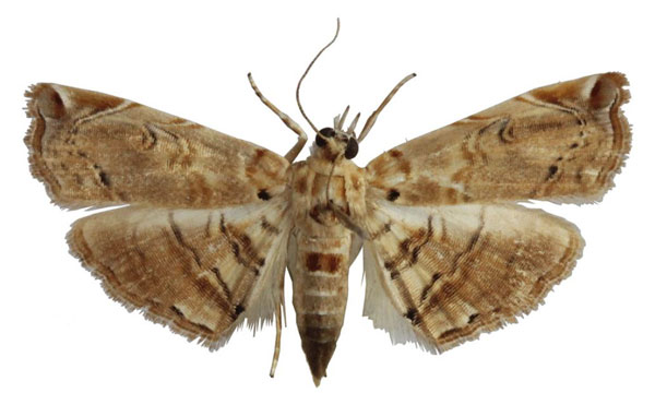 /filer/webapps/moths/media/images/A/aspidophoralis_Melouia_PTF_BMNH_01.jpg
