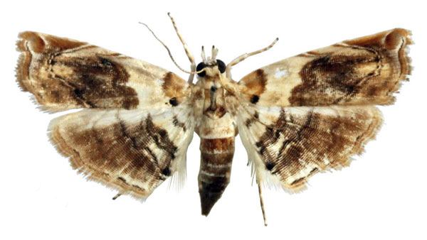 /filer/webapps/moths/media/images/A/aspidophoralis_Melouia_PTF_BMNH_02.jpg