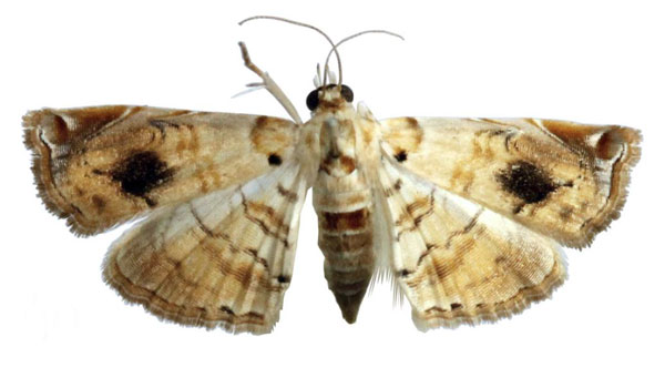 /filer/webapps/moths/media/images/A/aspidophoralis_Melouia_PTF_BMNH_03.jpg