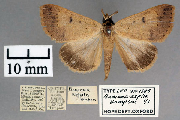 /filer/webapps/moths/media/images/A/aspila_Baniana_PT_OUMNH_01.jpg