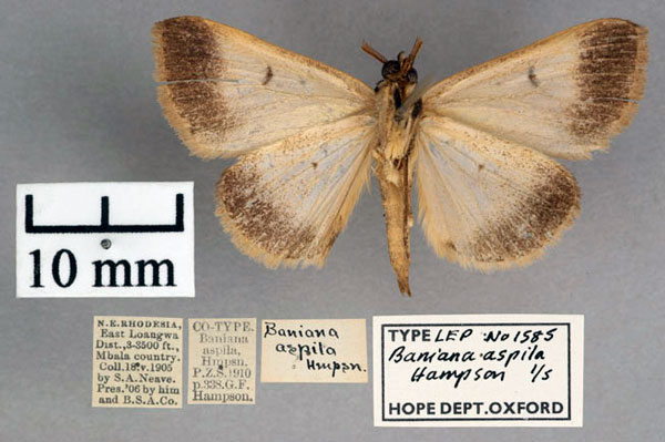 /filer/webapps/moths/media/images/A/aspila_Baniana_PT_OUMNH_02.jpg