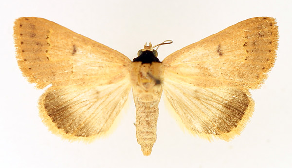 /filer/webapps/moths/media/images/A/aspila_Plecoptera_AF_TMSA_01.jpg