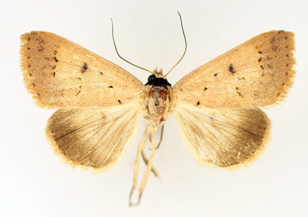 /filer/webapps/moths/media/images/A/aspila_Plecoptera_AF_TMSA_02.jpg