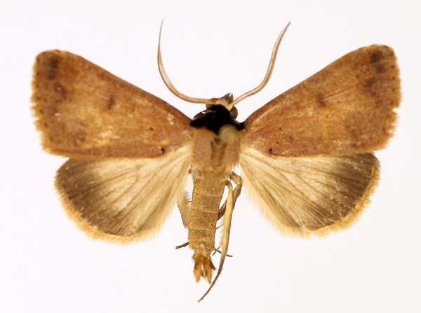 /filer/webapps/moths/media/images/A/aspila_Plecoptera_AM_TMSA_01.jpg