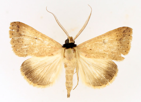 /filer/webapps/moths/media/images/A/aspila_Plecoptera_AM_TMSA_02.jpg