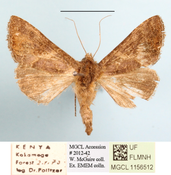 /filer/webapps/moths/media/images/A/aspila_Thusanoplusia_A_MGCLa_01.JPG