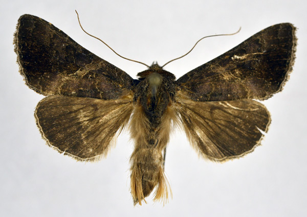 /filer/webapps/moths/media/images/A/aspila_Thysanoplusia_AM_NHMO.jpg