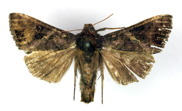 /filer/webapps/moths/media/images/A/aspila_Trichoplusia_A_RMCA.jpg