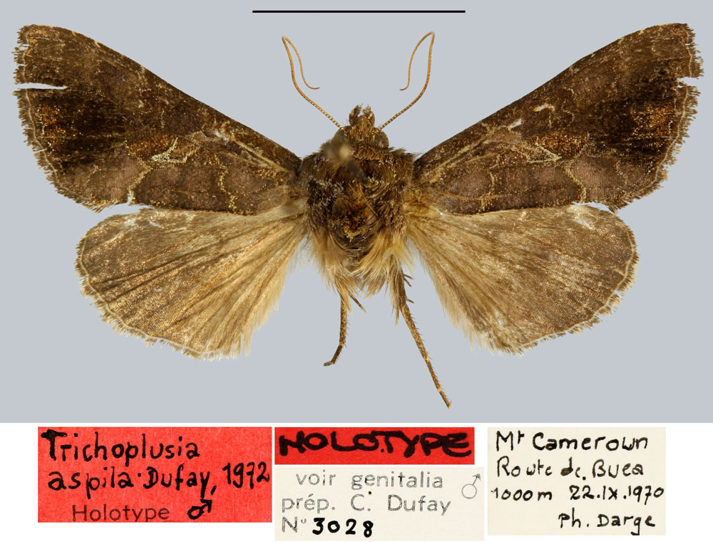 /filer/webapps/moths/media/images/A/aspila_Trichoplusia_HT_MNHN.jpg