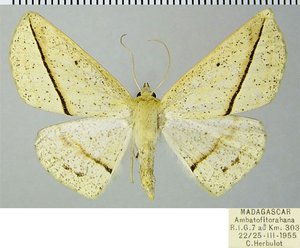 /filer/webapps/moths/media/images/A/aspilates_Psilocerea_AF_ZSM.jpg