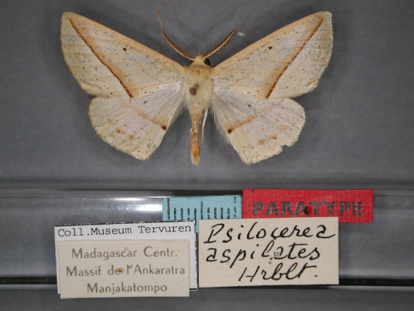 /filer/webapps/moths/media/images/A/aspilates_Psilocerea_PT_RMCA_01.jpg