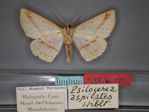 /filer/webapps/moths/media/images/A/aspilates_Psilocerea_PT_RMCA_02.jpg