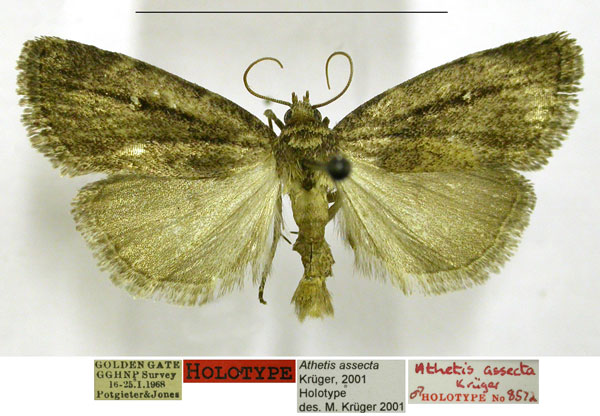 /filer/webapps/moths/media/images/A/assecta_Athetis_HT_TMSA.jpg
