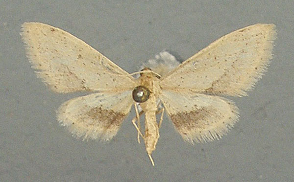 /filer/webapps/moths/media/images/A/associata_Idaea_AF_TMSA.jpg