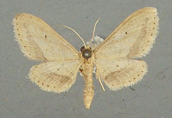 /filer/webapps/moths/media/images/A/associata_Idaea_AM_TMSA.jpg