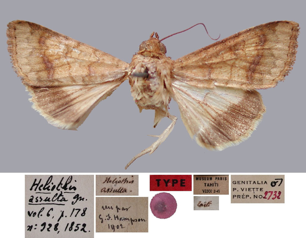 /filer/webapps/moths/media/images/A/assulta_Heliothis_LT_MNHN.jpg