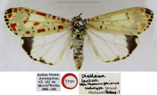 /filer/webapps/moths/media/images/A/assumptionis_Utetheisa_HT_NHMUK.jpg