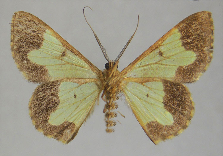 /filer/webapps/moths/media/images/A/astales_Zamarada_HT_ZSMb.jpg