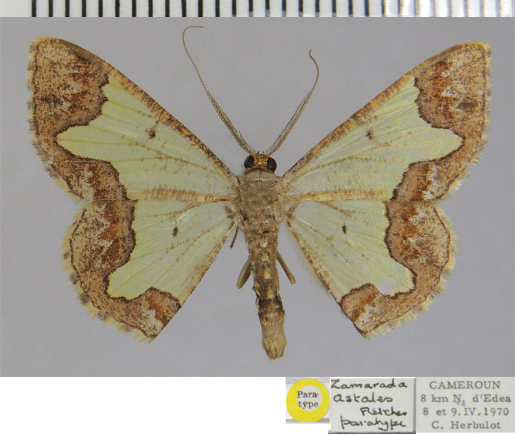 /filer/webapps/moths/media/images/A/astales_Zamarada_PTM_ZSM.jpg