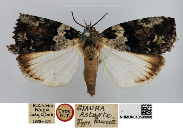 /filer/webapps/moths/media/images/A/astarte_Giaura_HT_NHMUK.jpg