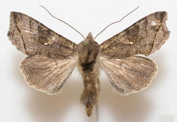 /filer/webapps/moths/media/images/A/asteia_Ctenoplusia_A_Legrain.jpg