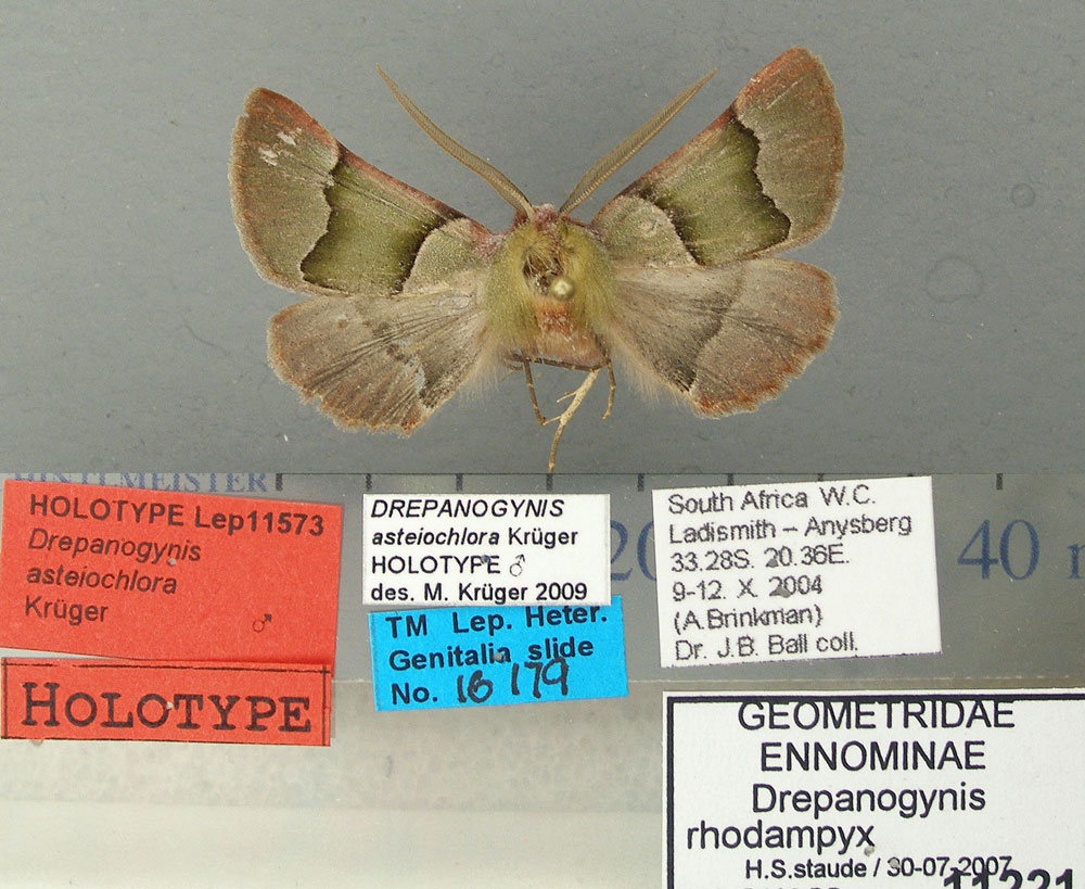 /filer/webapps/moths/media/images/A/asteiochlora_Drepanogynis_HT_TMSA.jpg