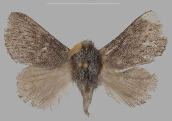 /filer/webapps/moths/media/images/A/asterae_Gaiarana_HT_Mueller.jpg