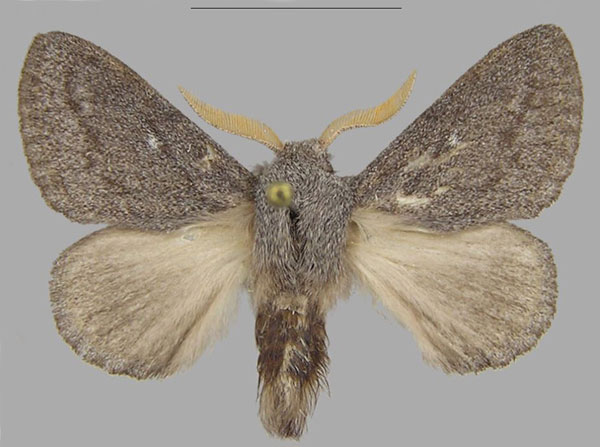 /filer/webapps/moths/media/images/A/asterae_Gaiarana_PTF_MfN.jpg