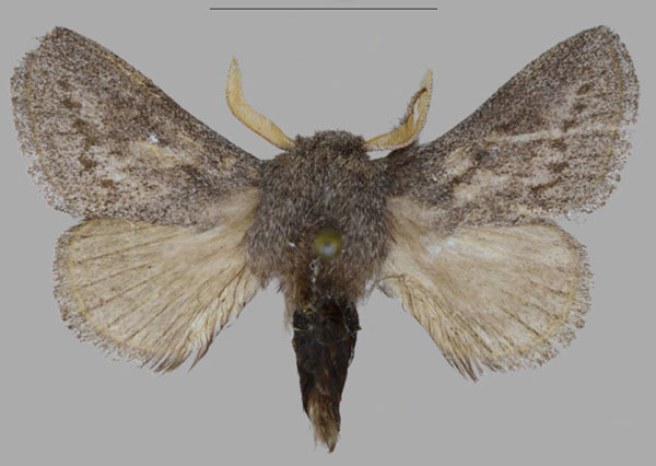 /filer/webapps/moths/media/images/A/asterae_Gaiarana_PTM_MfN_01.jpg
