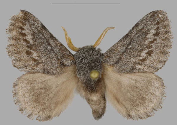/filer/webapps/moths/media/images/A/asterae_Gaiarana_PTM_MfN_02.jpg