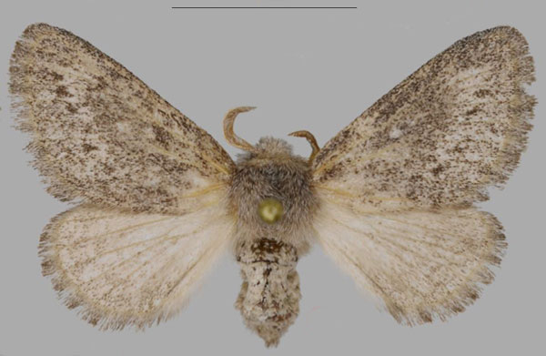/filer/webapps/moths/media/images/A/asterae_Gaiarana_PTM_MfN_03.jpg