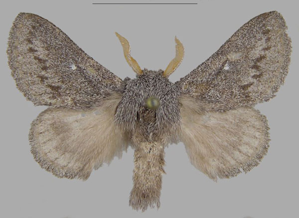 /filer/webapps/moths/media/images/A/asterae_Gaiarana_PTM_MfN_04.jpg