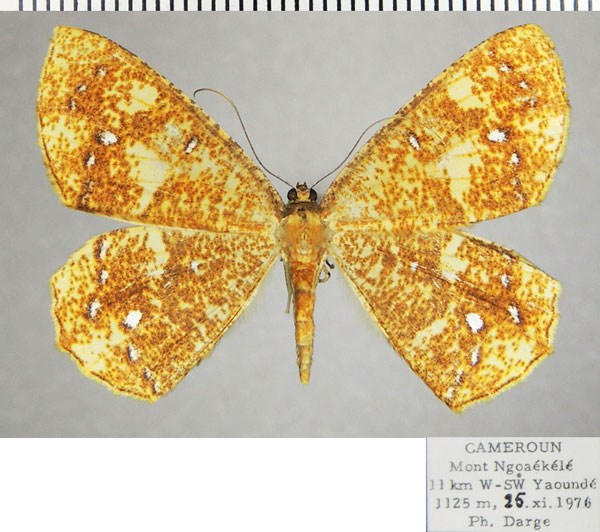 /filer/webapps/moths/media/images/A/asteria_Melinoessa_AF_ZSM.jpg